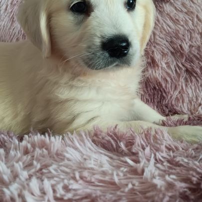 Chiot golden retriever