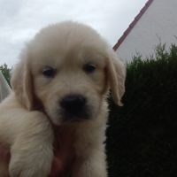 Chiot golden retriever #1
