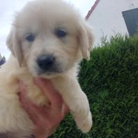 Chiot golden retriever #2
