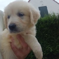 Chiot golden retriever #3