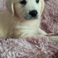 Chiot golden retriever #0