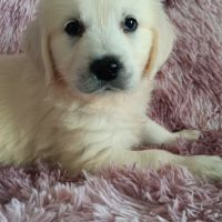 Chiot golden retriever #6