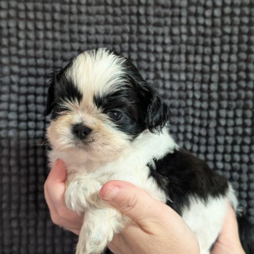 Chiots shih-tzu à réserver #0