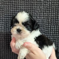 Chiots shih-tzu à réserver