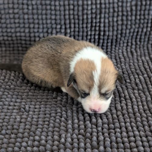 Chiots welsh corgi pembroke à réserver #2