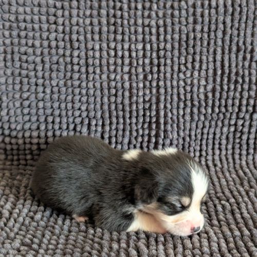 Chiots welsh corgi pembroke à réserver #3