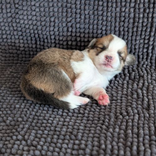 Chiots welsh corgi pembroke à réserver