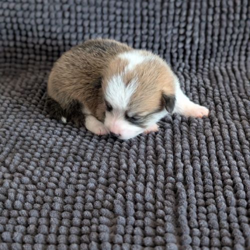 Chiots welsh corgi pembroke à réserver #5
