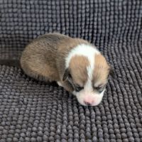 Chiots welsh corgi pembroke à réserver #2
