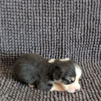 Chiots welsh corgi pembroke à réserver #3