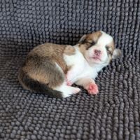 Chiots welsh corgi pembroke à réserver #0