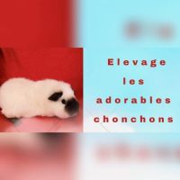 Cochon d'inde mâle rex a adopter