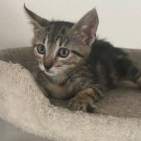 Maya, jolie minette à l'adoption