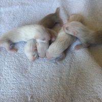 Furetons semi angora #1