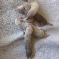 Furetons semi angora