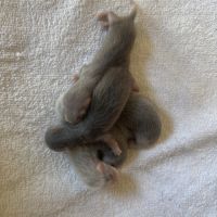 Furetons angora #1