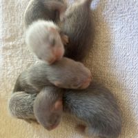 Furetons angora #2