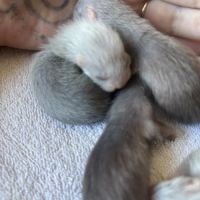 Furetons angora #3
