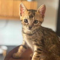 Kitty jolie minette à l'adoption
