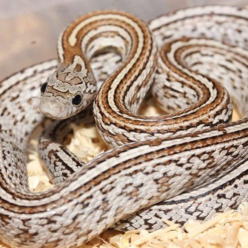 10 serpents des blés tessera caramel à vendre