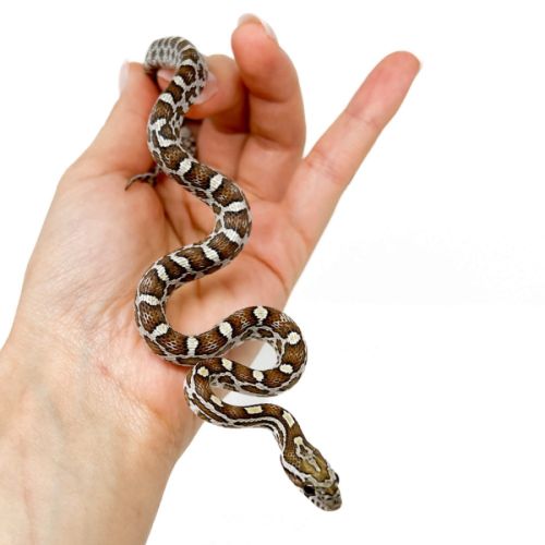 10 serpents des blés tessera caramel à vendre #2