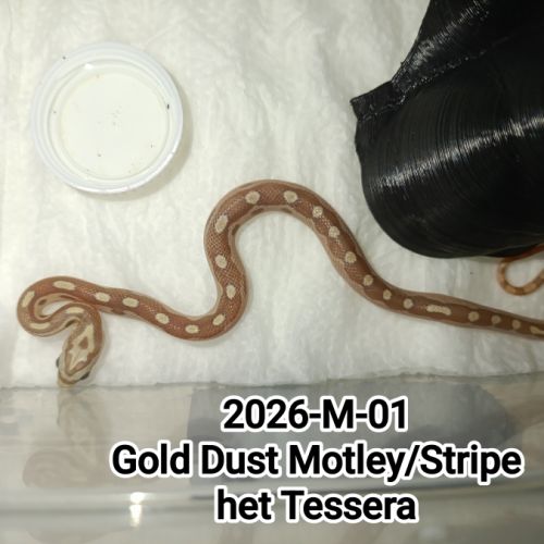 6 serpents des blés caramel stripe à vendre