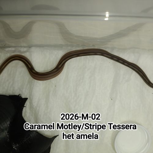 6 serpents des blés caramel stripe à vendre #2