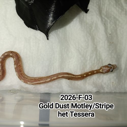 6 serpents des blés caramel stripe à vendre #5