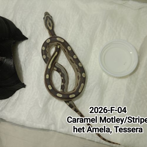 6 serpents des blés caramel stripe à vendre #6