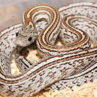 10 serpents des blés tessera caramel à vendre