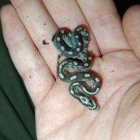 10 serpents des blés tessera caramel à vendre