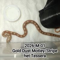 6 serpents des blés caramel stripe à vendre