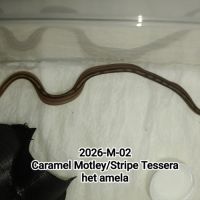 6 serpents des blés caramel stripe à vendre #2