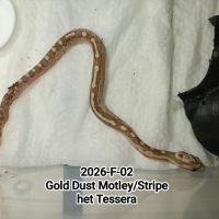 6 serpents des blés caramel stripe à vendre #4