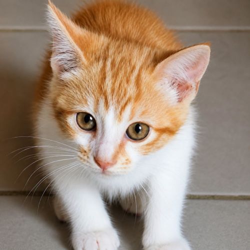 Chaton chester #3