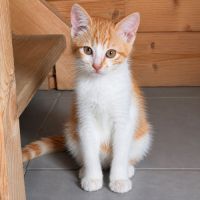 Chaton chester #0