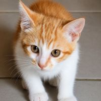 Chaton chester #3