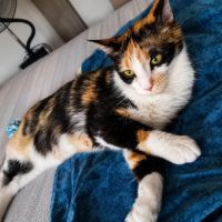 Chat calicotte #1