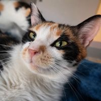 Chat calicotte #0