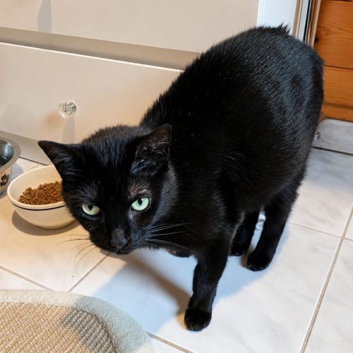 Chat ninouche
