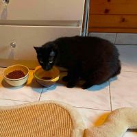 Chat ninouche #1