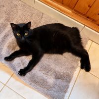 Chat ninouche #2