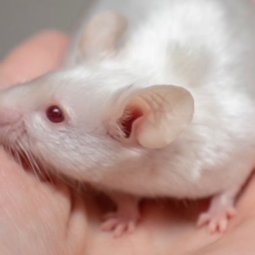 Souris blanches et couleurs #1