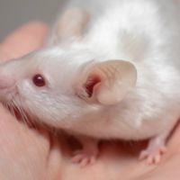 Souris blanches et couleurs #1