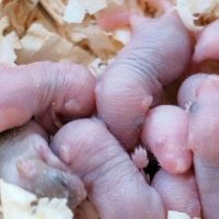 Souris blanches et couleurs #2