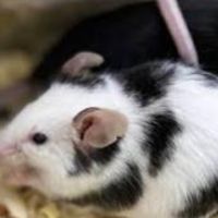 Souris blanches et couleurs