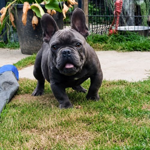 Bouledogue français mâle #1