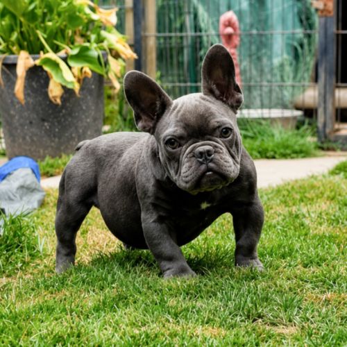 Bouledogue français mâle #2