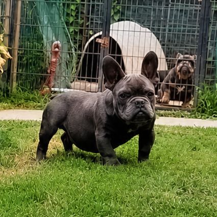 Bouledogue français mâle #0
