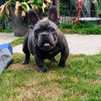 Bouledogue français mâle #1